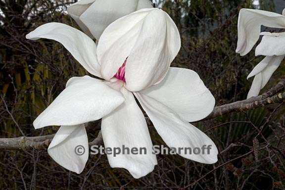 magnolia campbellii 1 graphic
